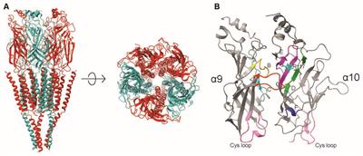 The Hair Cell α9α10 Nicotinic Acetylcholine Receptor: Odd Cousin in an Old Family